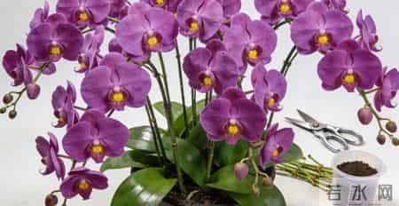 半盆黄豆撒下去,蝴蝶兰疯长花茎,全年开花爆盆