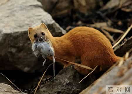 1只都不能抓！海南男子用笼子抓57只，连皮带肉放冰箱