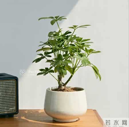 鸭掌木用深盆还是浅盆？按株型选，养根不烂叶！