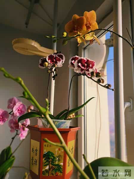 河北一兰花爱好者用暴晒法竟然养出了一人高的爆花爆根蝴蝶兰