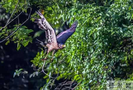 1只都不能抓！海南男子用笼子抓57只，连皮带肉放冰箱