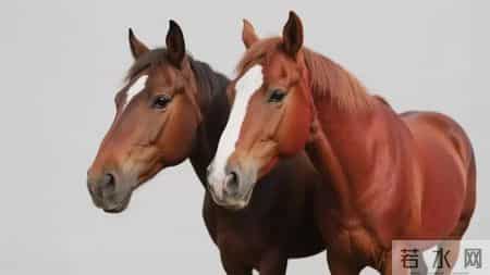 为什么属马女的婚姻大多不幸福