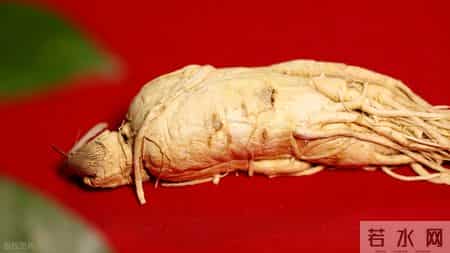 西洋参再次被关注！医生：老年人吃西洋参，不过多久或有6变化