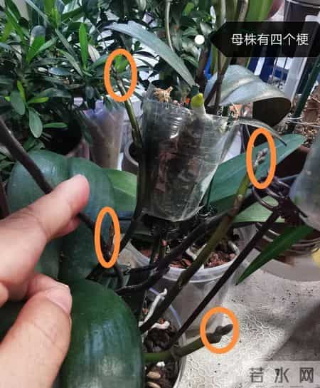 北京女子把蝴蝶兰养成“大花树”！19片叶12根花梗，好夸张！