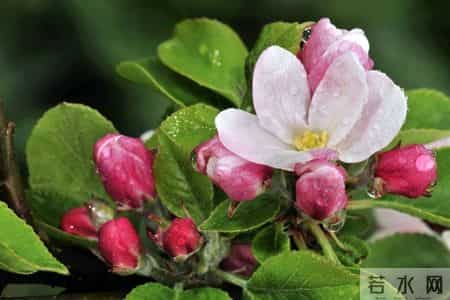 我想让离婚的女儿来家里过年,儿媳生气回娘家才三天就自己回来了