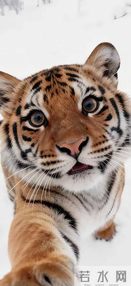 高清壁纸｜视觉盛宴第500期