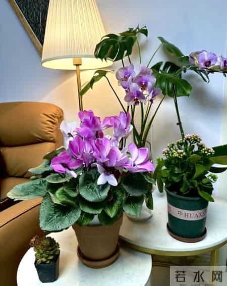 养花10年，我发现这9种花是最适合室内养的