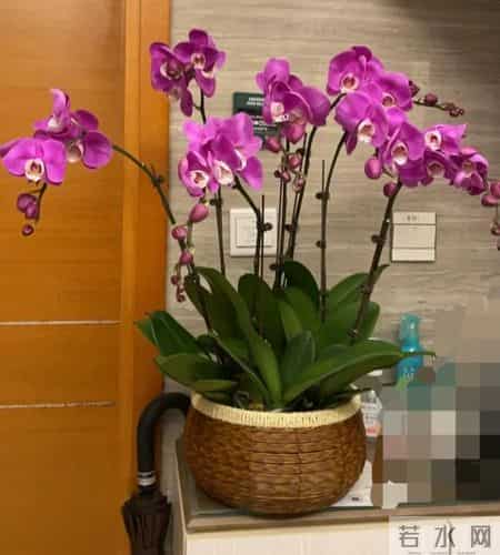 这6种花千万别乱换盆！一换就烂根死苗，养花人血的教训