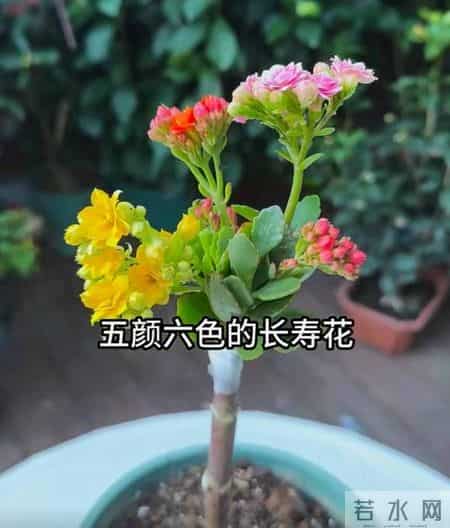 长寿花还能这么玩？河南一男子的“新式养法”火遍全网，太会了！