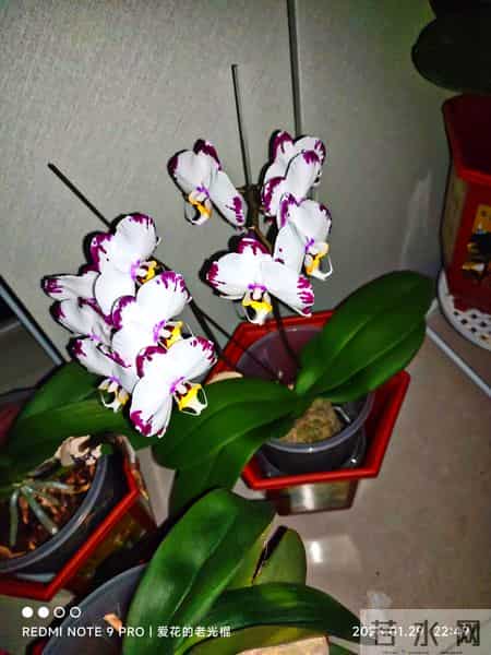 蝴蝶兰永不烂根的惊天妙法终于被一位疯狂喜欢蝴蝶兰男子发现了