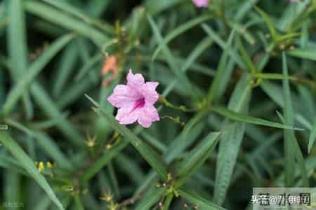 拿捏不了你，占不到你便宜的人，都会用恶意对你