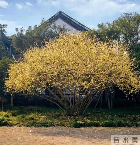 杭州一棵腊梅因“开花太多”走红，网友：第一次见开花这么肥的