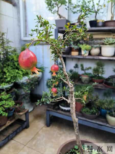 福建一男子养的“石榴小桩景”,22万都不肯出手:他说这才是未来