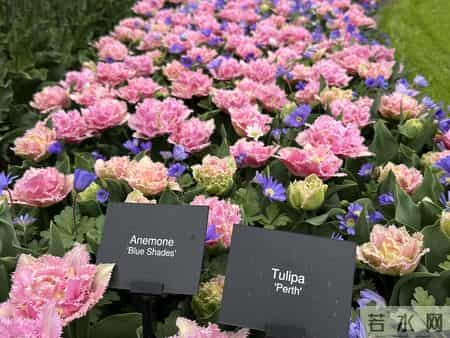 这就是大名鼎鼎的“世界花后”，六个国家尊它为国花，开花是真美