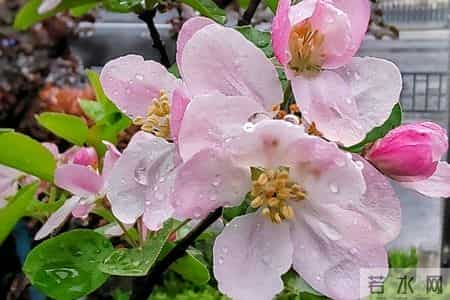 妻子再次生气回去娘家后，我决定离婚，但我父母希望我谨慎考虑