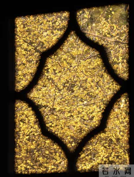 杭州一棵腊梅因“开花太多”走红，网友：第一次见开花这么肥的