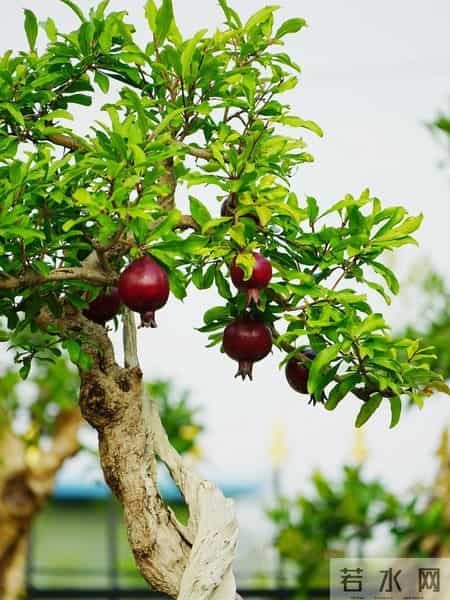 福建一男子养的“石榴小桩景”,22万都不肯出手:他说这才是未来