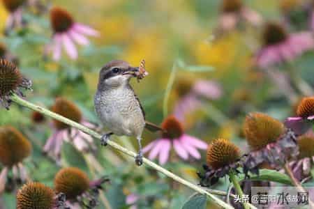 45岁阿姨去迪拜当保姆，在雇主家后院挖地种了花园，就此改变人生