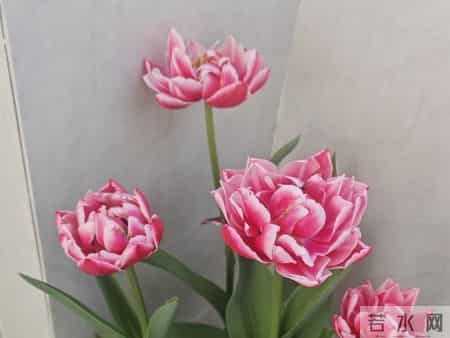 这就是大名鼎鼎的“世界花后”，六个国家尊它为国花，开花是真美