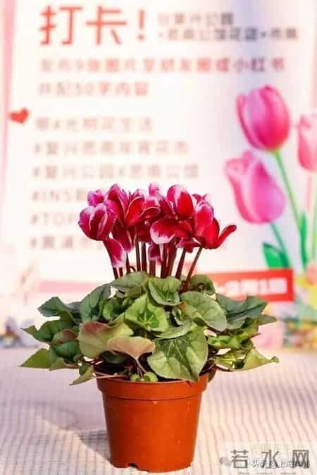 “复兴公园大概从来没来过这么多人”！快来逛市中心最大年宵花市，数十个品种，每款都有好彩头！