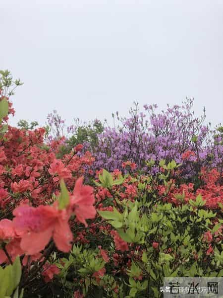 男性只要保持一种姿态，对女性具有极强吸引力