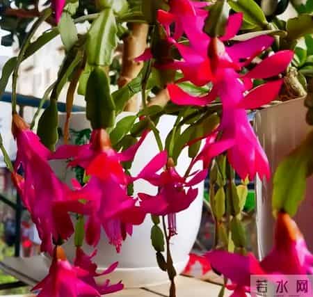 1月底促蟹爪兰开花,就按这3步来!20天花苞冒满枝,春节开爆盆!