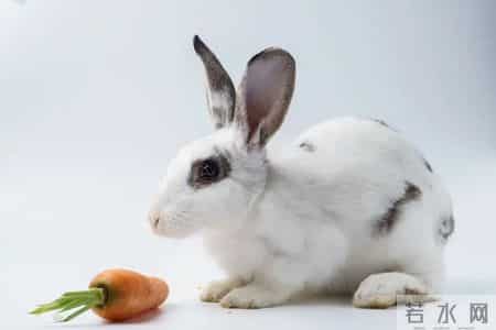 1975年属兔人：揭秘性格婚姻与命运起伏