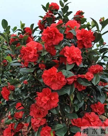 克瑞墨大牡丹火了，都说它耐寒又耐热，可真有那么神？