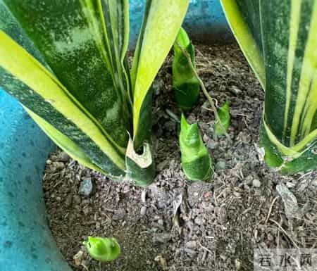 虎皮兰爱喝它，浇水时加一勺，叶片肥厚，一次冒十个芽