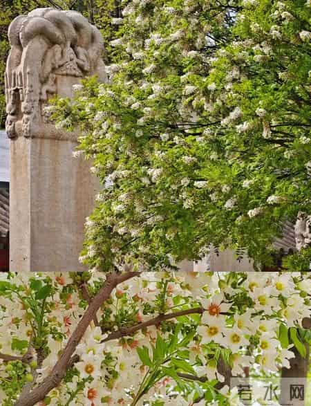院子里缺棵镇宅树？这几种快种上，招财又旺运！