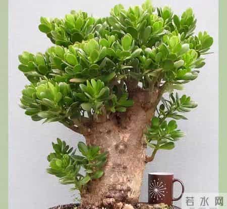 6种长寿花，建议养一盆，养成老桩价值高，开花更有“好兆头”