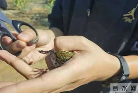 赔不起就种树! 2019年江苏男子河边诱捕2万多只, 判赔600万无力支付