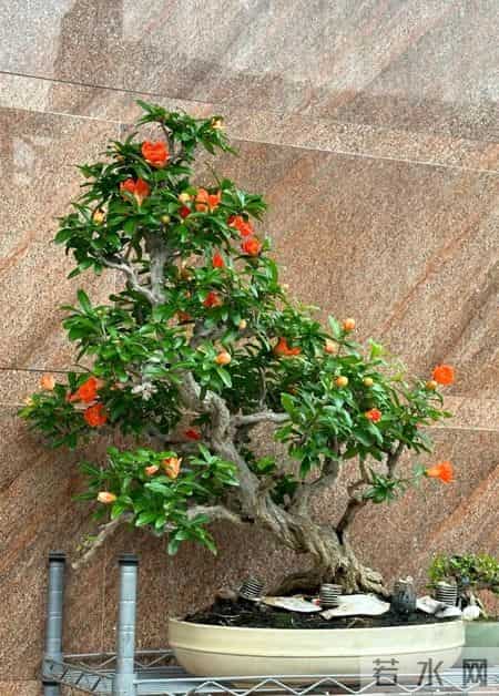 福建一男子养的“石榴小桩景”,22万都不肯出手:他说这才是未来