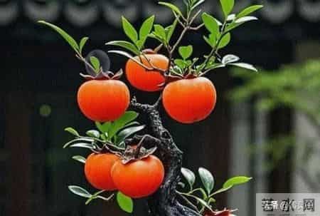 价值5.4万仅卖1.6万！贵州一株108岁瓶兰花，被4人深夜连根挖走