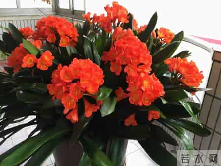 6种长寿花，建议养一盆，养成老桩价值高，开花更有“好兆头”