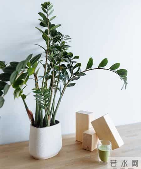 5种“能量花”，家里放一盆，大病小病全跑光，日子越过越舒心！