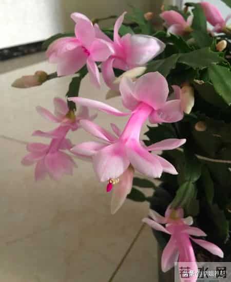 蟹爪兰冒花苞后，4件事别碰！碰一个掉一茬，牢记才能花满枝！