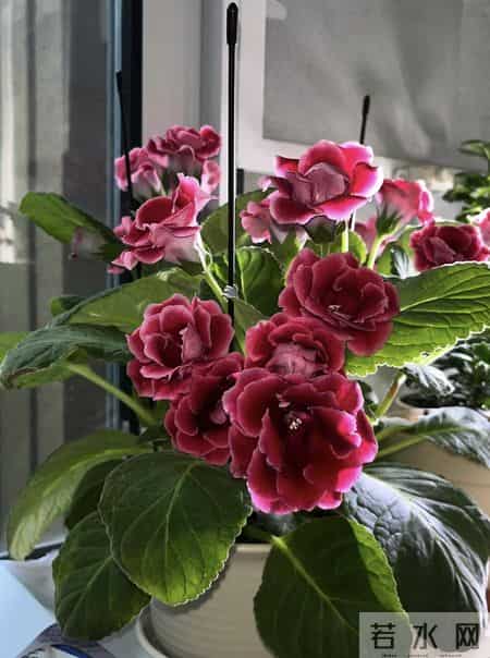 养花10年，我发现这9种花是最适合室内养的