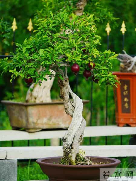 福建一男子养的“石榴小桩景”,22万都不肯出手:他说这才是未来