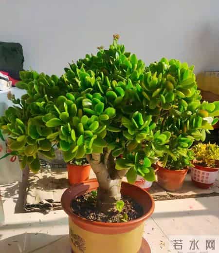 6种长寿花，建议养一盆，养成老桩价值高，开花更有“好兆头”