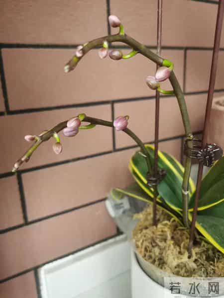 女子养6年的蝴蝶兰，爆花成树兰，网友：牛人养牛花，又被种草了