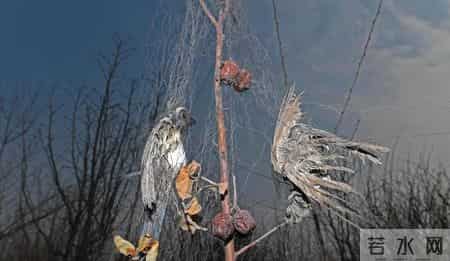 赔不起就种树! 2019年江苏男子河边诱捕2万多只, 判赔600万无力支付