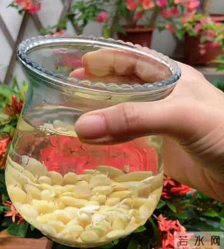 玉树最爱喝“它”,浇水时加一勺,叶片肥厚枝干壮,养几年就开花