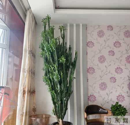 山东一大伯，“小盆”养10年的龙骨，已经长到房顶：太壮观了！