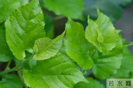 百名内分泌专家已证实:桑叶和血糖的关系,最好花点时间看看