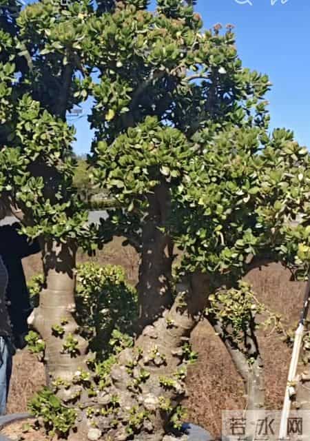 四川一女子晒妈妈“养33年玉树王”：阳台快被压塌了，快搬走！