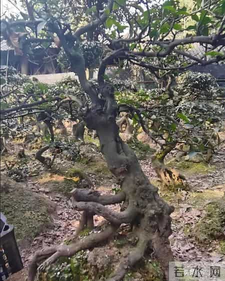 价值5.4万仅卖1.6万！贵州一株108岁瓶兰花，被4人深夜连根挖走