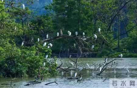 赔不起就种树! 2019年江苏男子河边诱捕2万多只, 判赔600万无力支付