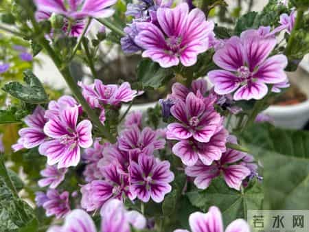 搭伙50天后我提出分手：搞清楚 ，我是搭伙，不是来当你们家的厨娘