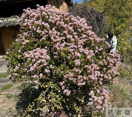 四川一女子晒妈妈“养33年玉树王”：阳台快被压塌了，快搬走！